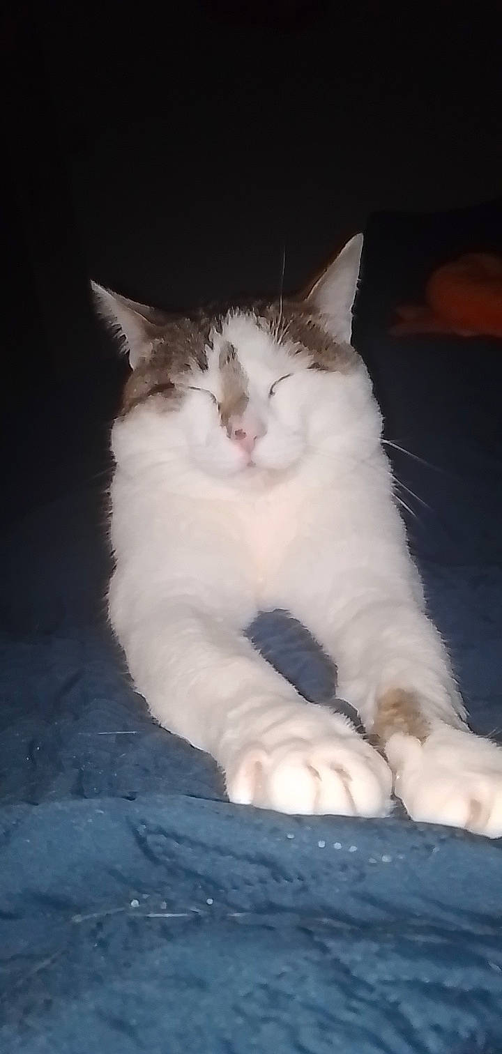 Presley a rejoint le concours — aidez-le/la à gagner de superbes lots ! carnivore, cat, claw, comfort, darkness, domestic_short_haired_cat, felidae, foot, fur, paw, sitting, small_to_medium_sized_cats, tail, whiskers