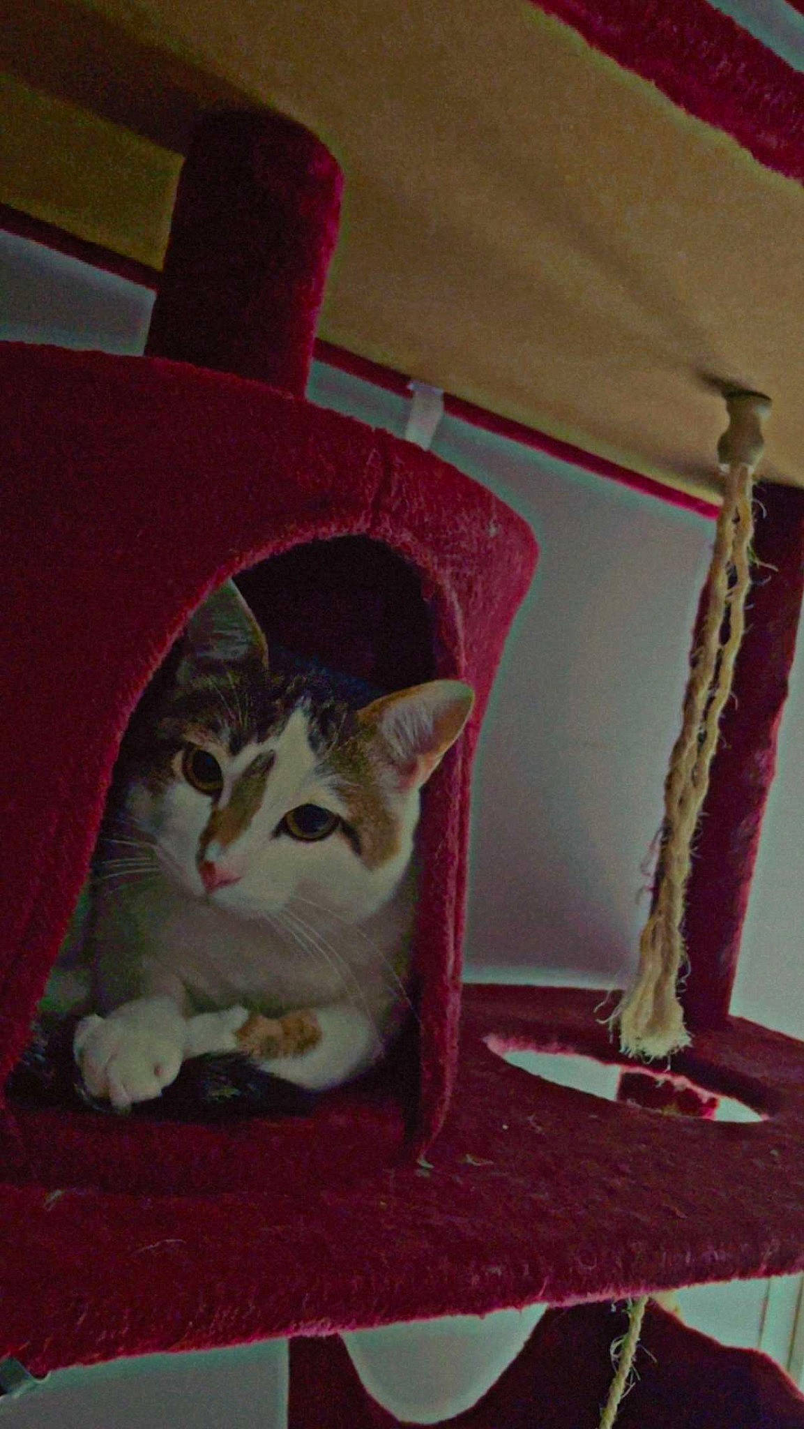 Presley a rejoint le concours — aidez-le/la à gagner de superbes lots ! box, carmine, carnivore, cat, cat_supply, domestic_short_haired_cat, fawn, felidae, flooring, fur, linens, magenta, pet_supply, pink, room, small_to_medium_sized_cats, tail, textile, whiskers, wood