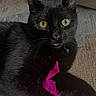 animal, black_cat, carpet, claws, close_up, collar, curious, cute, domestic_cat, feather_toy, feline, fur, indoor, paw, pet, pink_tongue, playful, relaxed, whiskers, yellow_eyes