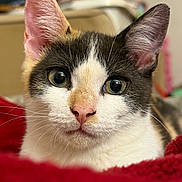 Pumpkin joined the competition — help win amazing prizes! cat, kitten, feline, pet, close_up, portrait, eyes, whiskers, pink_nose, ears, fur, indoor, blanket, cozy, bedroom, curious, muzzle, macro, domestic_animal, stare