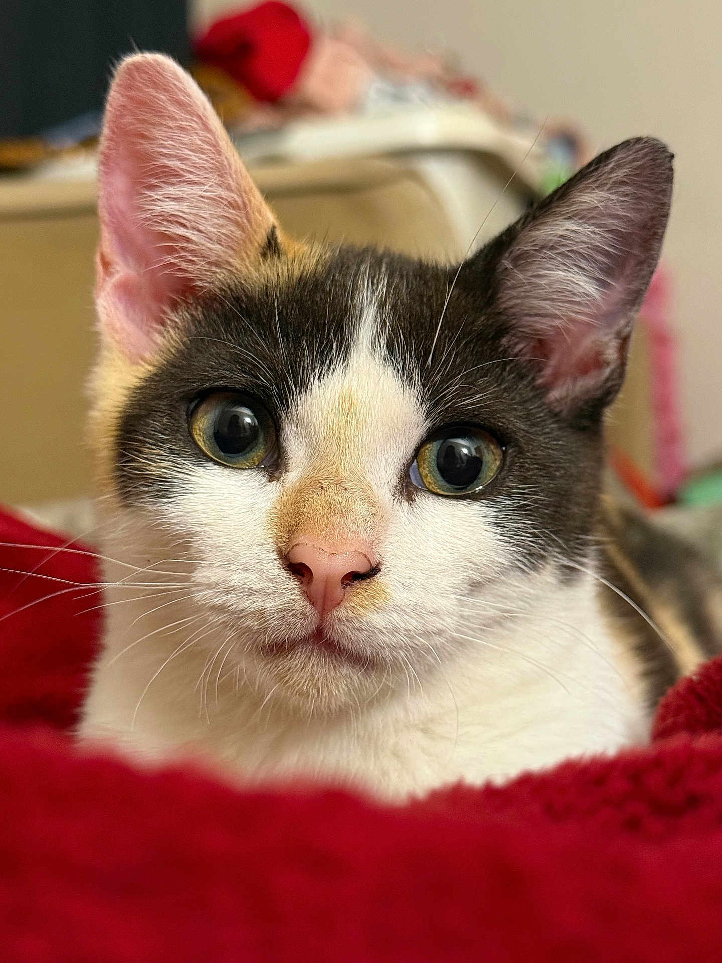 Pumpkin joined the competition — help win amazing prizes! cat, kitten, feline, pet, close_up, portrait, eyes, whiskers, pink_nose, ears, fur, indoor, blanket, cozy, bedroom, curious, muzzle, macro, domestic_animal, stare