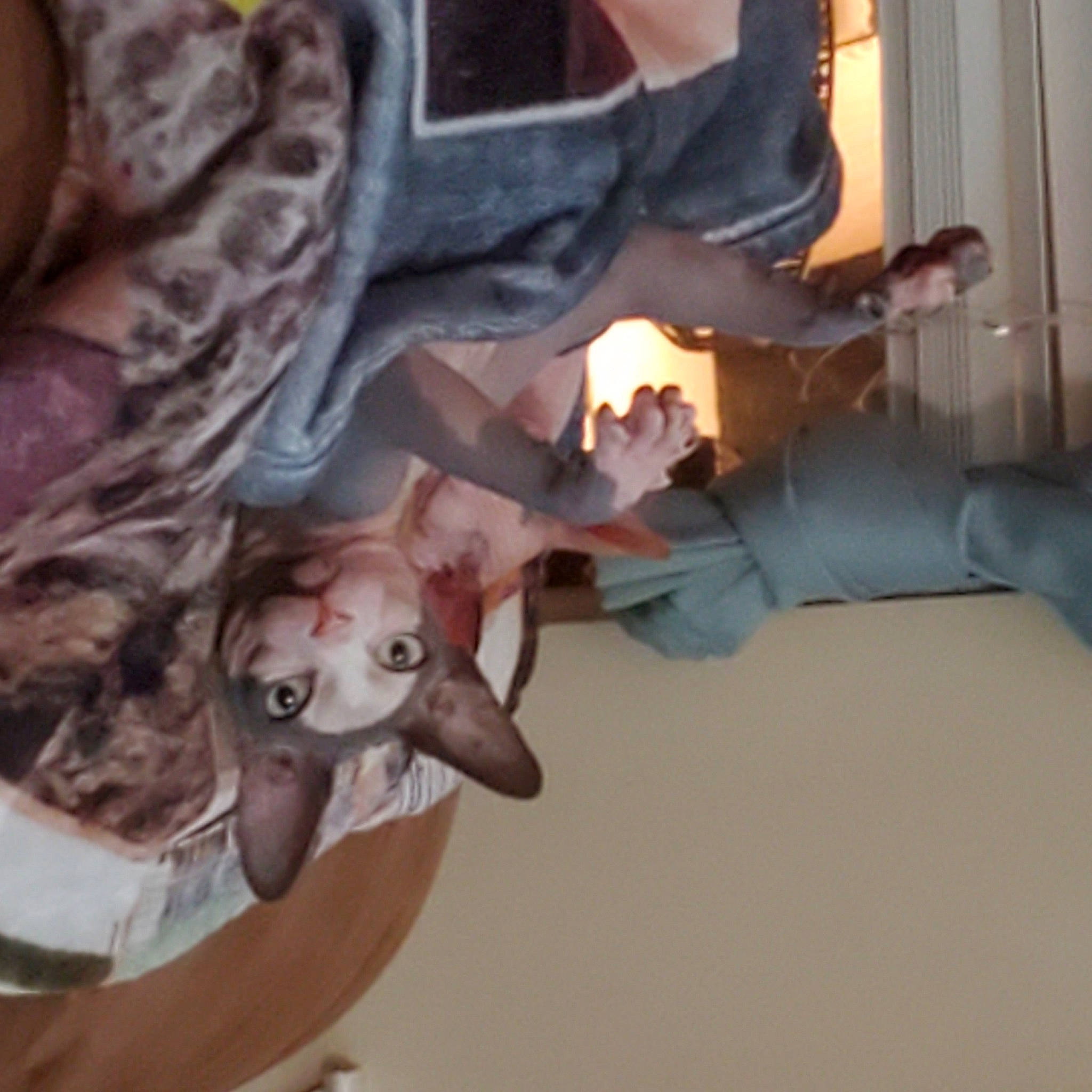 Bingo is registered to the contest to win money with this photo: canidae, comfort, companion_dog, dog, dog_breed, felidae, flesh, flooring, fun, fur, human_leg, lap, linens, paw, room, small_to_medium_sized_cats, sporting_group, tail, wood