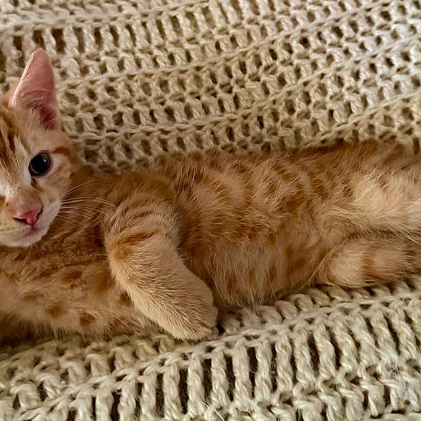 Charlie joined the competition — help win amazing prizes! kitten, cat, ginger_cat, pet, animal, feline, resting, blanket, knitted_blanket, cozy, cute, young_cat, indoor, fur, relaxed, stretching, whiskers, ears, paw, sleepy