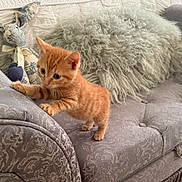 Charlie joined the competition — help win amazing prizes! kitten, cat, orange_tabby, couch, furniture, plush_toy, bunny, pillow, curious, small, indoor, cozy, patterned, furry, pet, playful, animal, young, domestic, cute