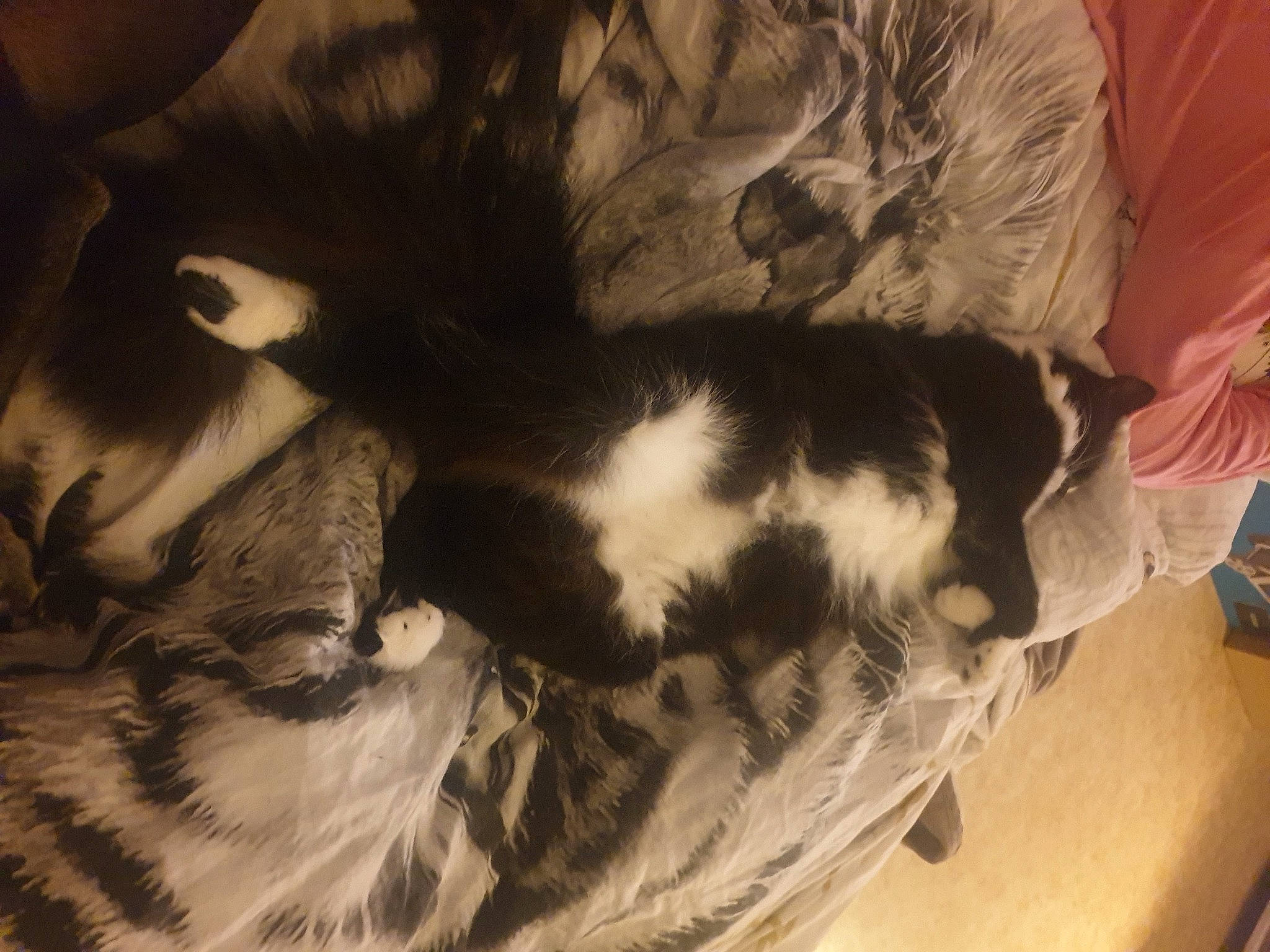 Felix a rejoint le concours — aidez-le/la à gagner de superbes lots ! bed, carnivore, cat, comfort, companion_dog, couch, dog_breed, domestic_short_haired_cat, felidae, fur, linens, mammal, small_to_medium_sized_cats, snout, sporting_group, tail, tree, vertebrate, whiskers, wood