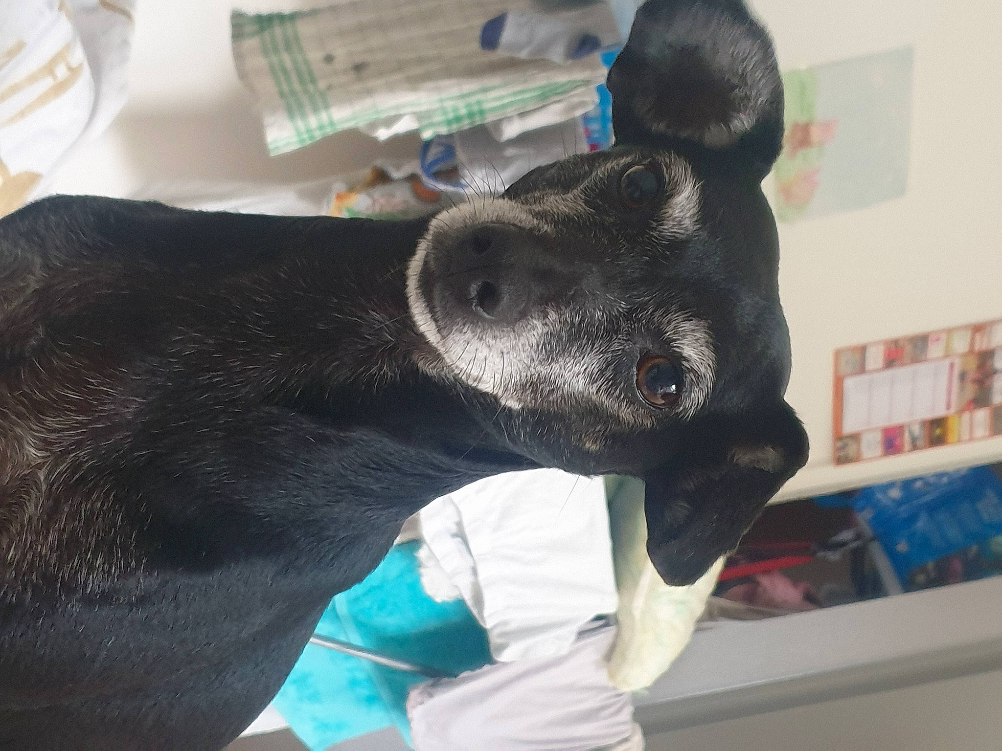 Stella participe au concours pour gagner de l'argent avec cette photo : canidae, carnivore, collar, companion_dog, dog, dog_breed, ear, electric_blue, fur, guard_dog, non_sporting_group, plate, serveware, snout, sporting_group, tableware, whiskers, working_animal