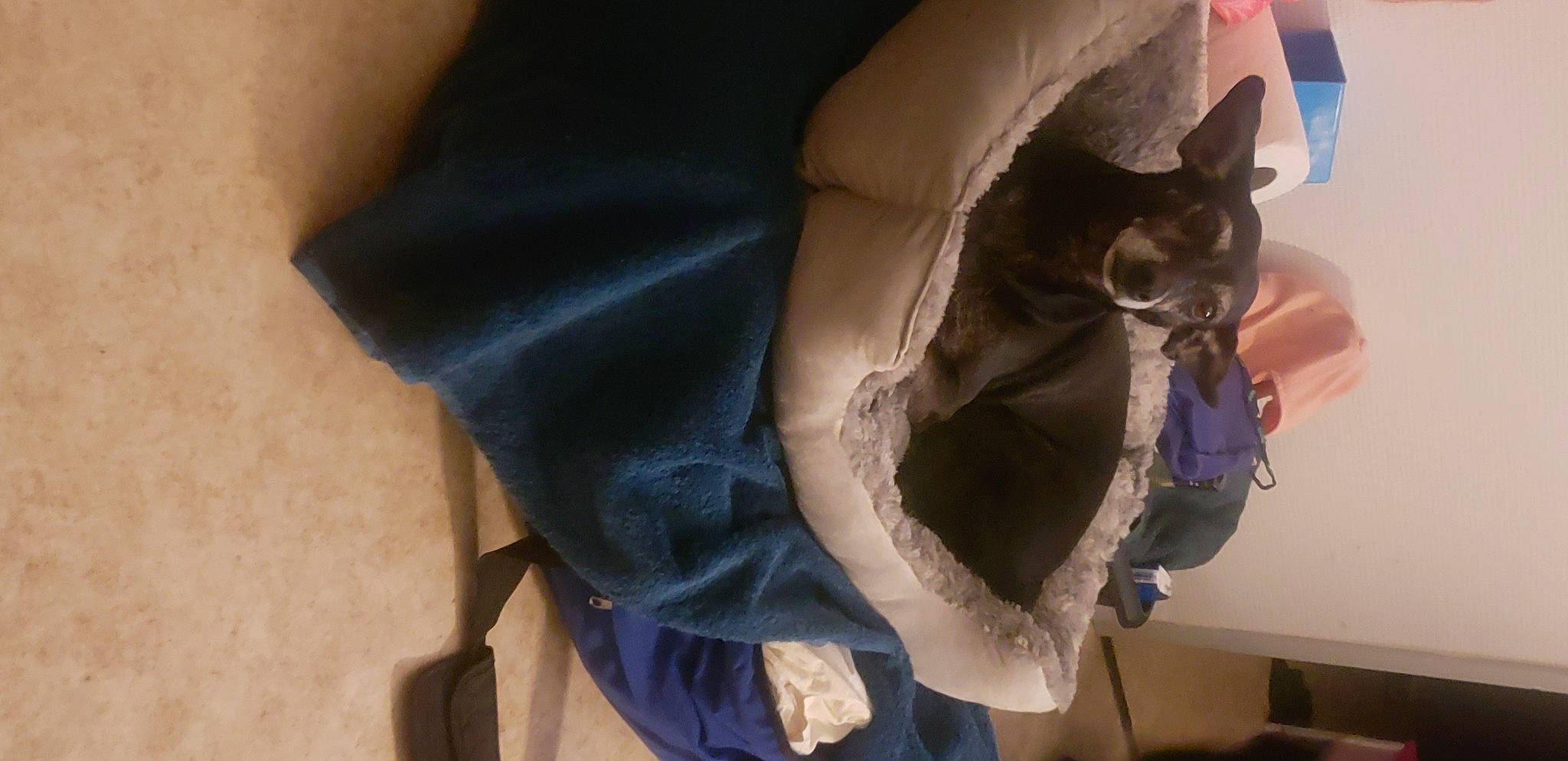 Stella a rejoint le concours — aidez-le/la à gagner de superbes lots ! abdomen, bag, carnivore, cat, comfort, denim, domestic_short_haired_cat, elbow, electric_blue, fashion_accessory, fawn, felidae, fur, grey, human_leg, linens, small_to_medium_sized_cats, tail, thigh, whiskers