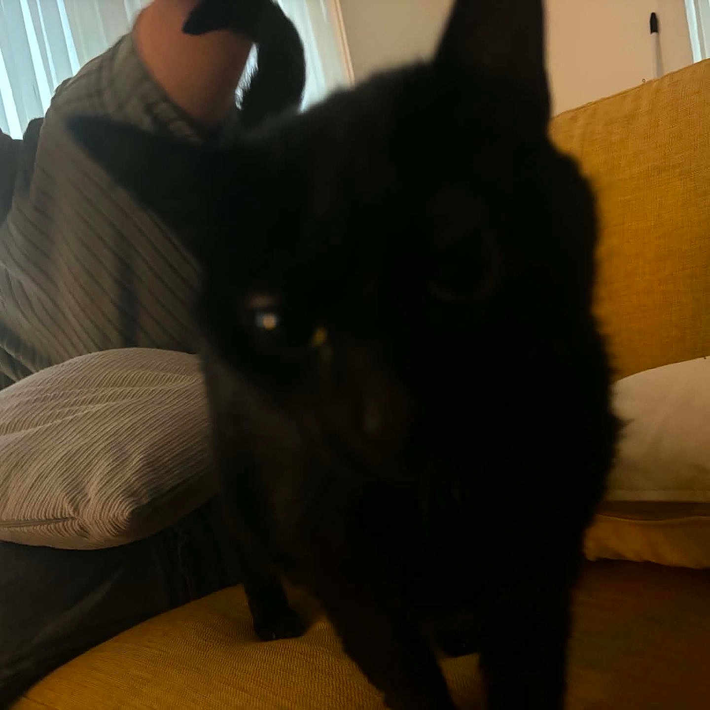 Oteo a rejoint le concours — aidez-le/la à gagner de superbes lots ! black_cat, cat, pet, animal, fluffy, fur, eyes, whiskers, sitting, couch, sofa, cushion, living_room, indoors, person, human, window, blinds, home, portrait