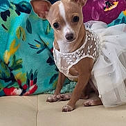 Miss Millie joined the competition — help win amazing prizes! dog, small_dog, dress, white_dress, lace, sitting, couch, blanket, floral_pattern, colorful, pet, cute, indoors, animal, furniture, portrait, looking_at_camera, fashion, domestic_animal, cozy