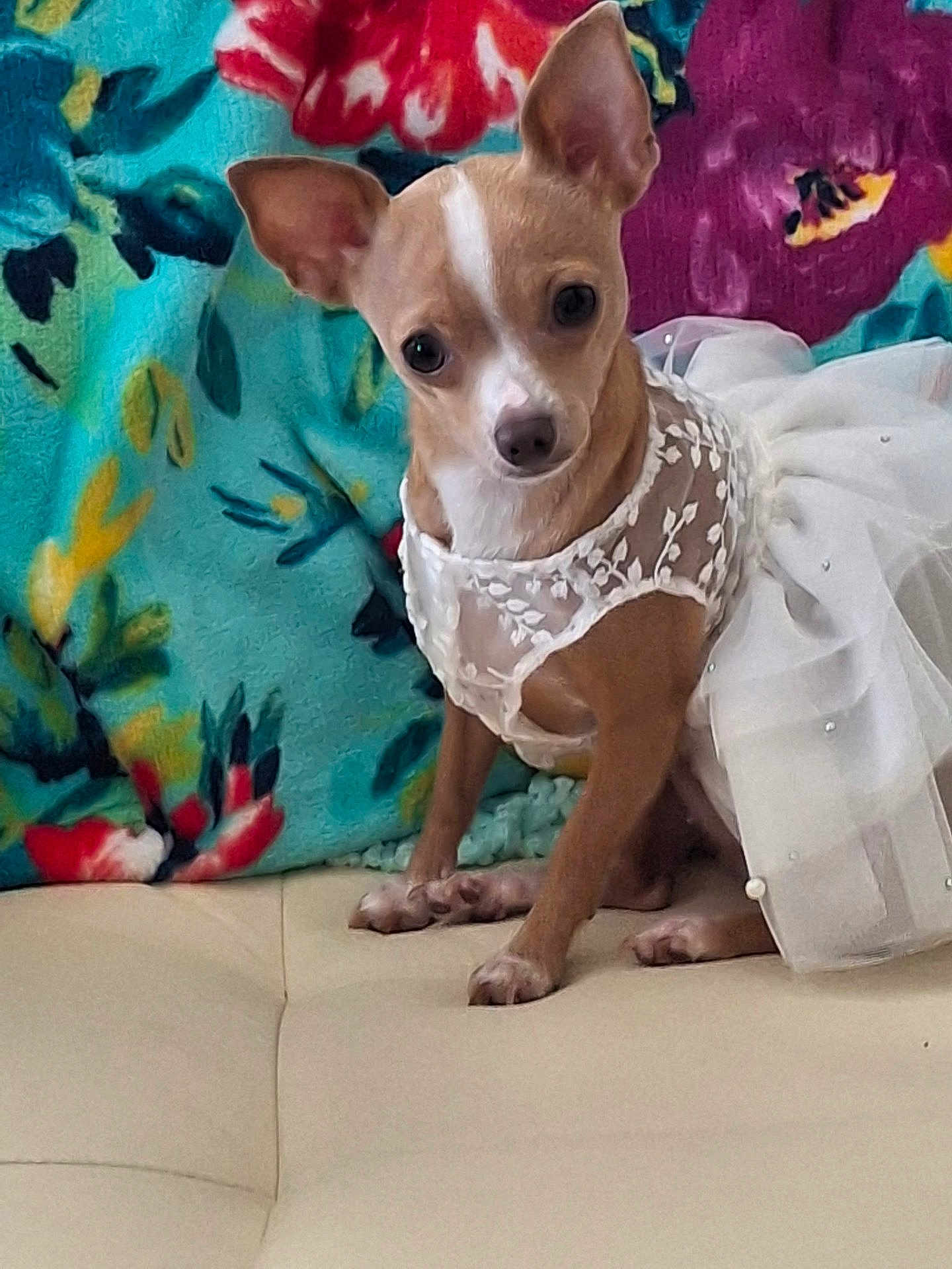 Miss Millie joined the competition — help win amazing prizes! dog, small_dog, dress, white_dress, lace, sitting, couch, blanket, floral_pattern, colorful, pet, cute, indoors, animal, furniture, portrait, looking_at_camera, fashion, domestic_animal, cozy