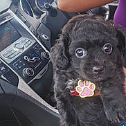 Harmony Marie joined the competition — help win amazing prizes! adorable, animal, black_dog, car, center_console, collar, curly_fur, cute, dashboard, dog, fluffy, indoors, large_eyes, paw_tag, pet, photography, portrait, puppy, sitting, vehicle_interior