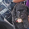 adorable, animal, black_dog, car, center_console, collar, curly_fur, cute, dashboard, dog, fluffy, indoors, large_eyes, paw_tag, pet, photography, portrait, puppy, sitting, vehicle_interior