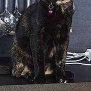 Yéna participe au concours pour gagner de l'argent avec cette photo : animal, bell, black, brown, cat, closeup, collar, countertop, curious, domestic, feline, green_eyes, indoor, kitchen, pet, portrait, sitting, stainless_steel, tortoiseshell, utensils