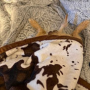 Peanut Butter is registered to the contest to win money with this photo: dog, blanket, ears, fur, brown, white, cow_print, pillow, cozy, bed, texture, soft, resting, hidden, animal, indoor, cute, pet, sleeping, comfort
