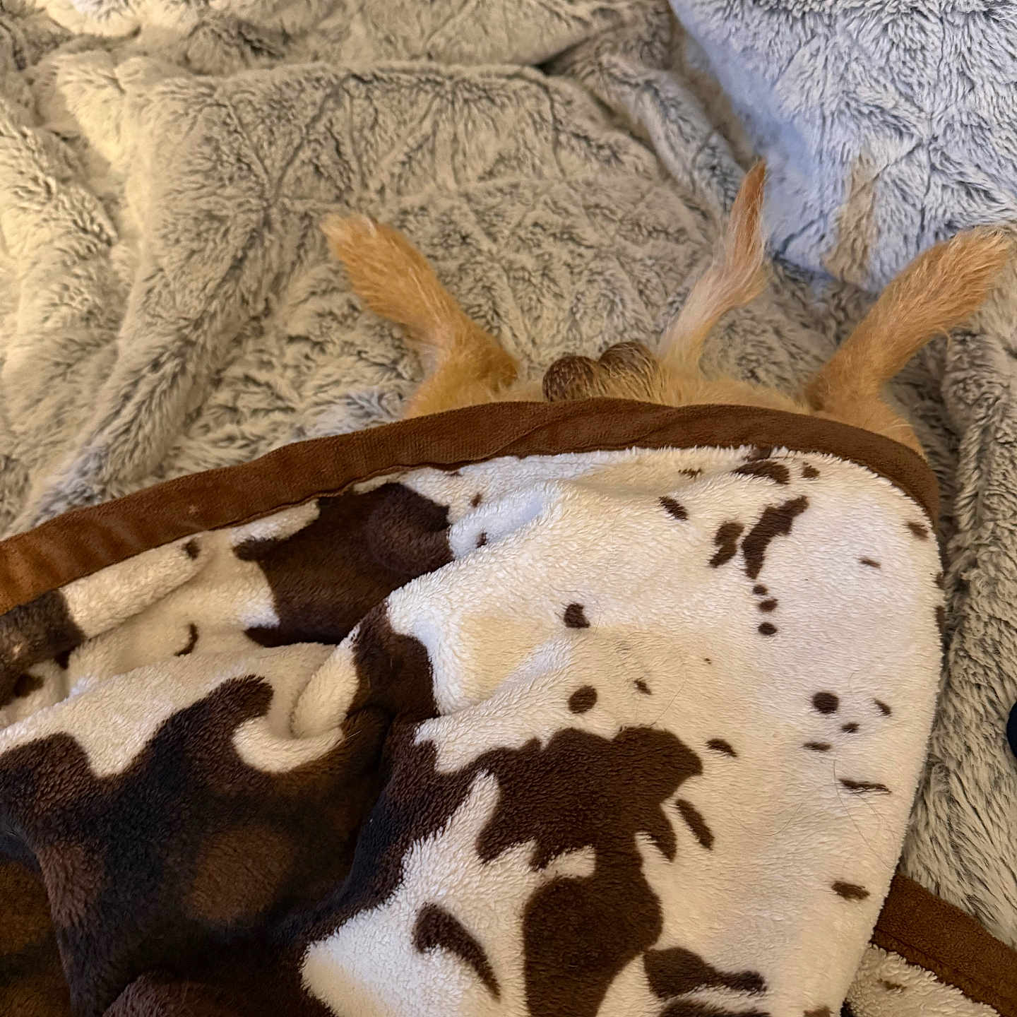 Peanut Butter is registered to the contest to win money with this photo: dog, blanket, ears, fur, brown, white, cow_print, pillow, cozy, bed, texture, soft, resting, hidden, animal, indoor, cute, pet, sleeping, comfort