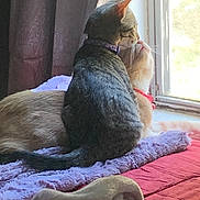 Nala And Loki joined the competition — help win amazing prizes! cat, two_cats, window, blanket, bedspread, curtain, indoor, pets, feline, nuzzling, cozy, sunlight, resting, fur, collar, animal, companionship, domestic, cute, soft