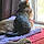 Nala And Loki
