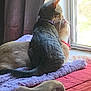 cat, two_cats, window, blanket, bedspread, curtain, indoor, pets, feline, nuzzling, cozy, sunlight, resting, fur, collar, animal, companionship, domestic, cute, soft