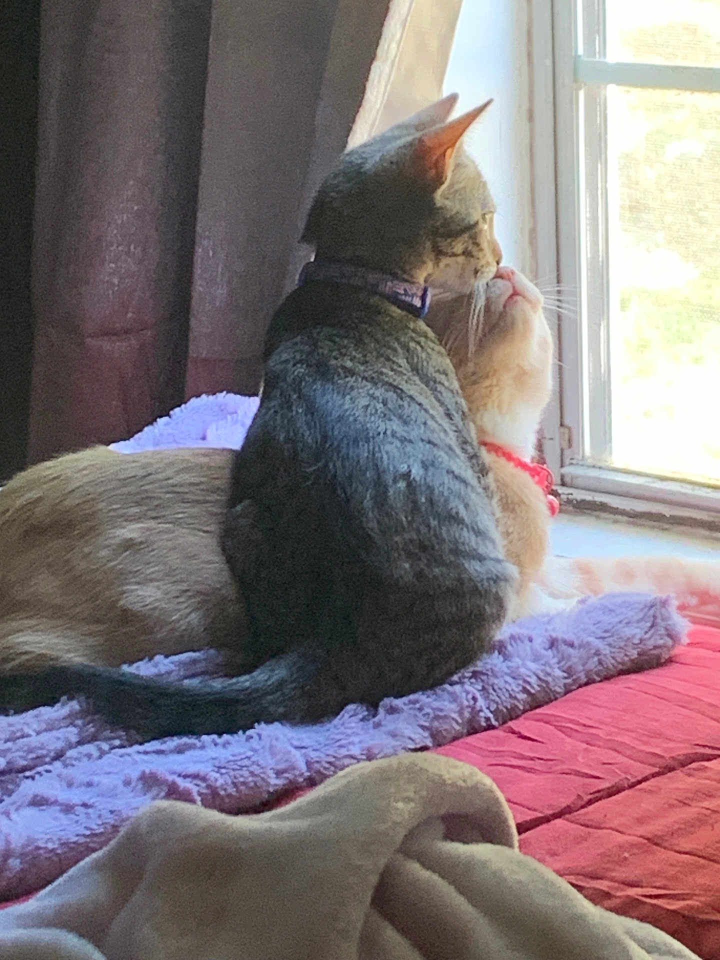 Nala And Loki joined the competition — help win amazing prizes! cat, two_cats, window, blanket, bedspread, curtain, indoor, pets, feline, nuzzling, cozy, sunlight, resting, fur, collar, animal, companionship, domestic, cute, soft