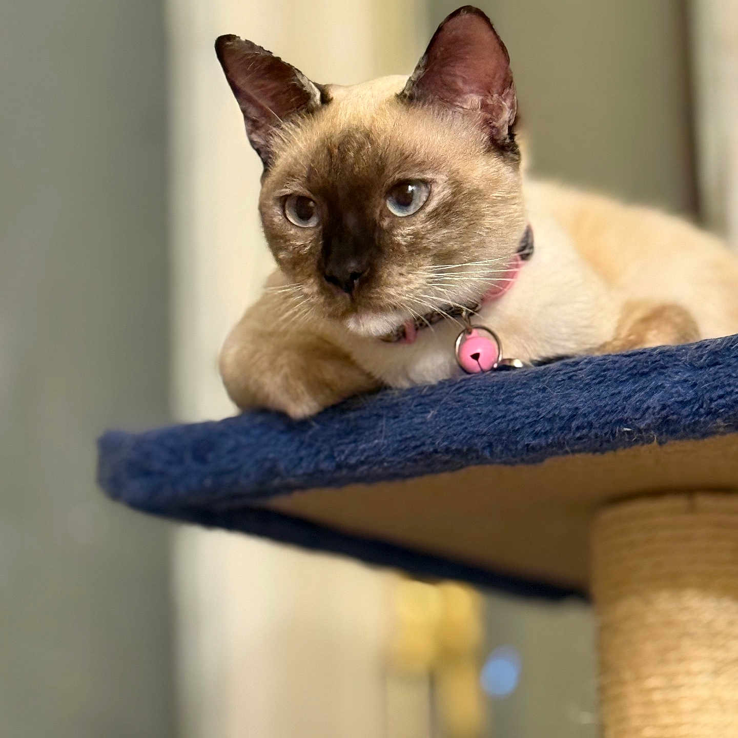 Squarlette a rejoint le concours — aidez-le/la à gagner de superbes lots ! animal, bell, blue, cat, closeup, collar, cute, domestic_cat, ears, feline, fur, indoor, perch, pet, portrait, relaxed, resting, siamese_cat, sitting, whiskers