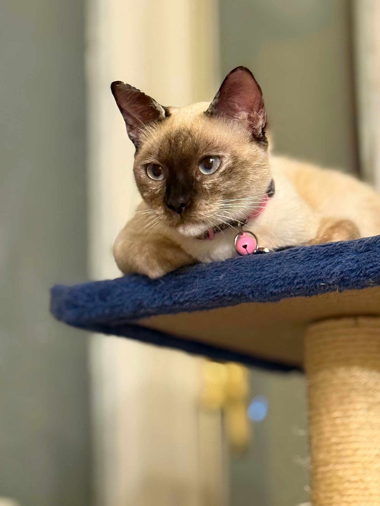 Squarlette a rejoint le concours — aidez-le/la à gagner de superbes lots ! cat, siamese_cat, pet, indoor, feline, collar, bell, perch, blue, fur, whiskers, ears, animal, relaxed, closeup, portrait, cute, domestic_cat, sitting, resting
