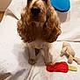 Fausto Ulko a rejoint le concours — aidez-le/la à gagner de superbes lots ! animal, beige_toy, blue_cushion, canine, cocker_spaniel, companion, cozy, cute, dog, domestic, fur, indoor, long_ears, pet, plush_toy, portrait, quilted_blanket, red_toy, sitting, white_couch