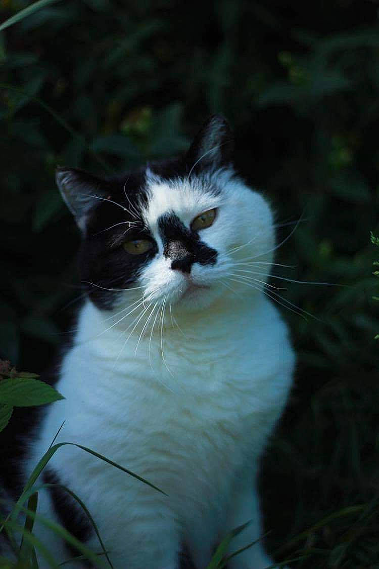 Sushi a rejoint le concours — aidez-le/la à gagner de superbes lots ! black_and_white, carnivore, cat, domestic_short_haired_cat, eye, felidae, fur, grass, kitten, norwegian_forest_cat, plant, small_to_medium_sized_cats, snout, tail, tree, whiskers, wildlife