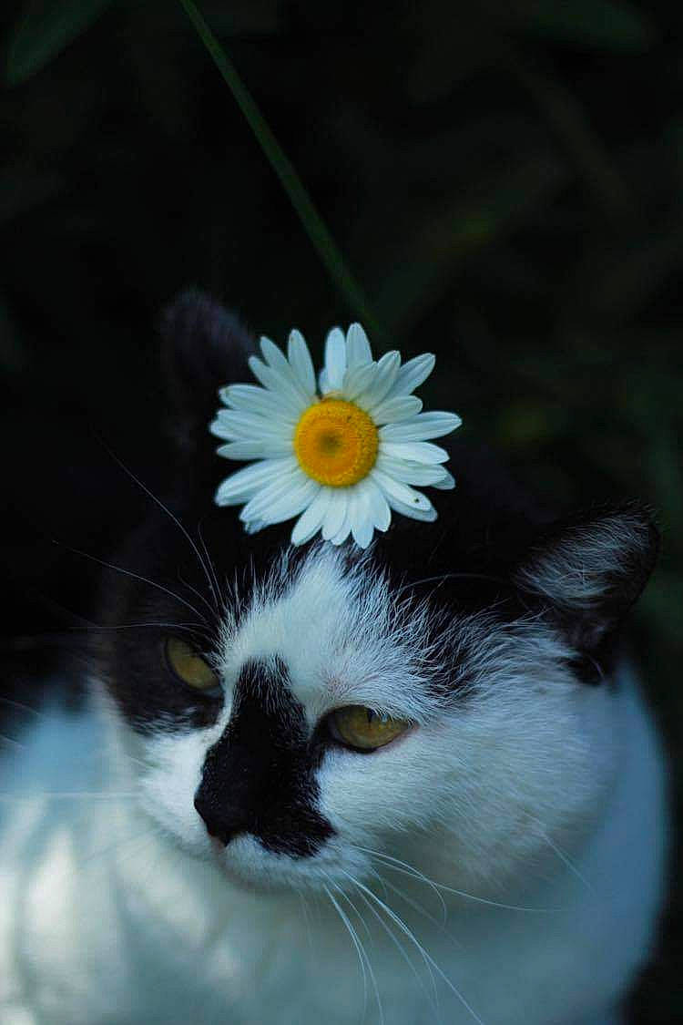 Sushi participe au concours pour gagner de l'argent avec cette photo : carnivore, cat, daisy, domestic_long_haired_cat, eye, felidae, flower, fur, kitten, norwegian_forest_cat, organism, petal, plant, ragamuffin, small_to_medium_sized_cats, snout, turkish_van, whiskers, white