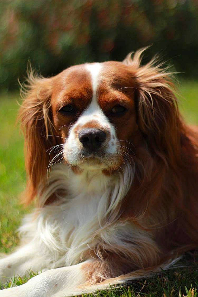 Quito participe au concours pour gagner de l'argent avec cette photo : canidae, carnivore, cavalier, cavalier_king_charles_spaniel, companion_dog, dog, dog_breed, french_spaniel, irish_red_and_white_setter, king_charles_spaniel, kooikerhondje, mammal, phalene, rare_breed_dog, snout, spaniel, sporting_group, vertebrate, welsh_springer_spaniel