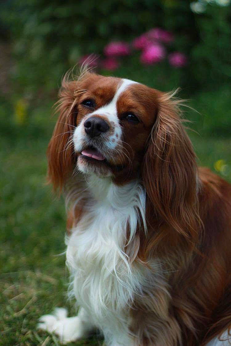 Quito a rejoint le concours — aidez-le/la à gagner de superbes lots ! canidae, carnivore, cavalier, cavalier_king_charles_spaniel, companion_dog, dog, dog_breed, fawn, french_spaniel, king_charles_spaniel, liver, mammal, phalene, rare_breed_dog, spaniel, sporting_group, vertebrate, welsh_springer_spaniel
