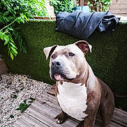 Thanos a rejoint le concours — aidez-le/la à gagner de superbes lots ! dog, pit_bull, outdoor, wooden_deck, greenery, plants, jacket, pet, canine, fur, ears, snout, paws, garden, hedge, nature, animal, portrait, brown, white