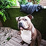 dog, pit_bull, outdoor, wooden_deck, greenery, plants, jacket, pet, canine, fur, ears, snout, paws, garden, hedge, nature, animal, portrait, brown, white