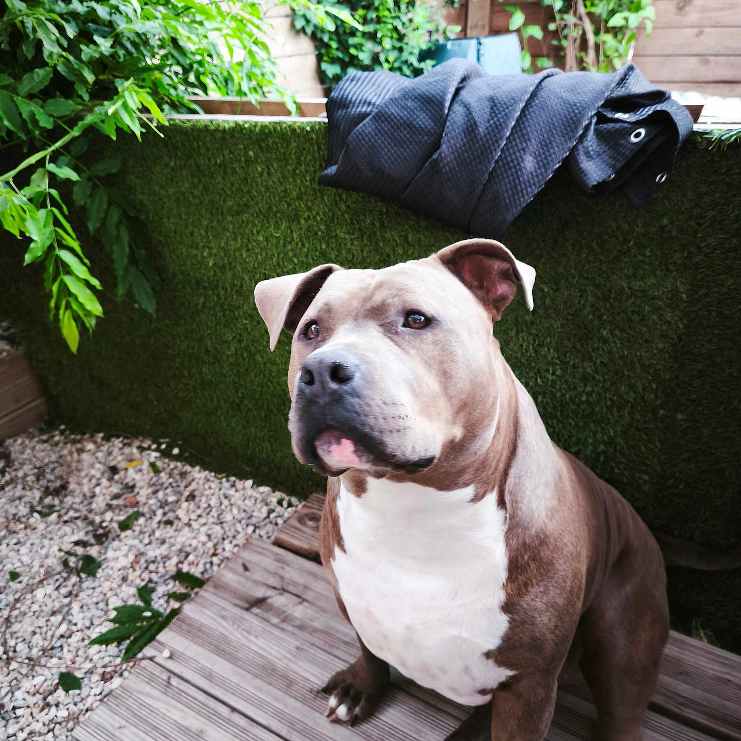 Thanos a rejoint le concours — aidez-le/la à gagner de superbes lots ! animal, brown, canine, dog, ears, fur, garden, greenery, hedge, jacket, nature, outdoor, paws, pet, pit_bull, plants, portrait, snout, white, wooden_deck