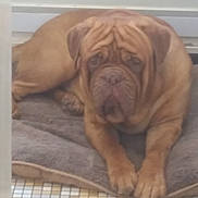 Jerrod a rejoint le concours — aidez-le/la à gagner de superbes lots ! bullmastiff, carnivoran, companion_dog, dog, dog_breed, dog_breed_group, dog_like_mammal, dogue_de_bordeaux, fawn, mammal, ori_pei, shar_pei, snout, vertebrate, wrinkle