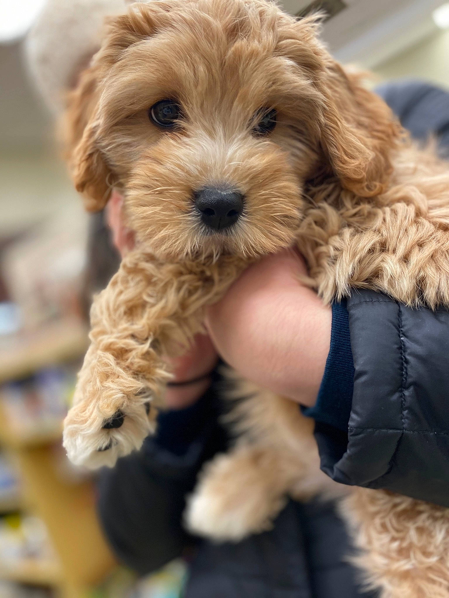 Lilo is registered to the contest to win money with this photo: canidae, carnivore, cavachon, cavapoo, cockapoo, companion_dog, dog, dog_breed, dutch_smoushond, goldendoodle, maltepoo, mammal, poodle_crossbreed, puppy, rare_breed_dog, schnoodle, shih_poo, sporting_lucas_terrier, vertebrate, yorkipoo