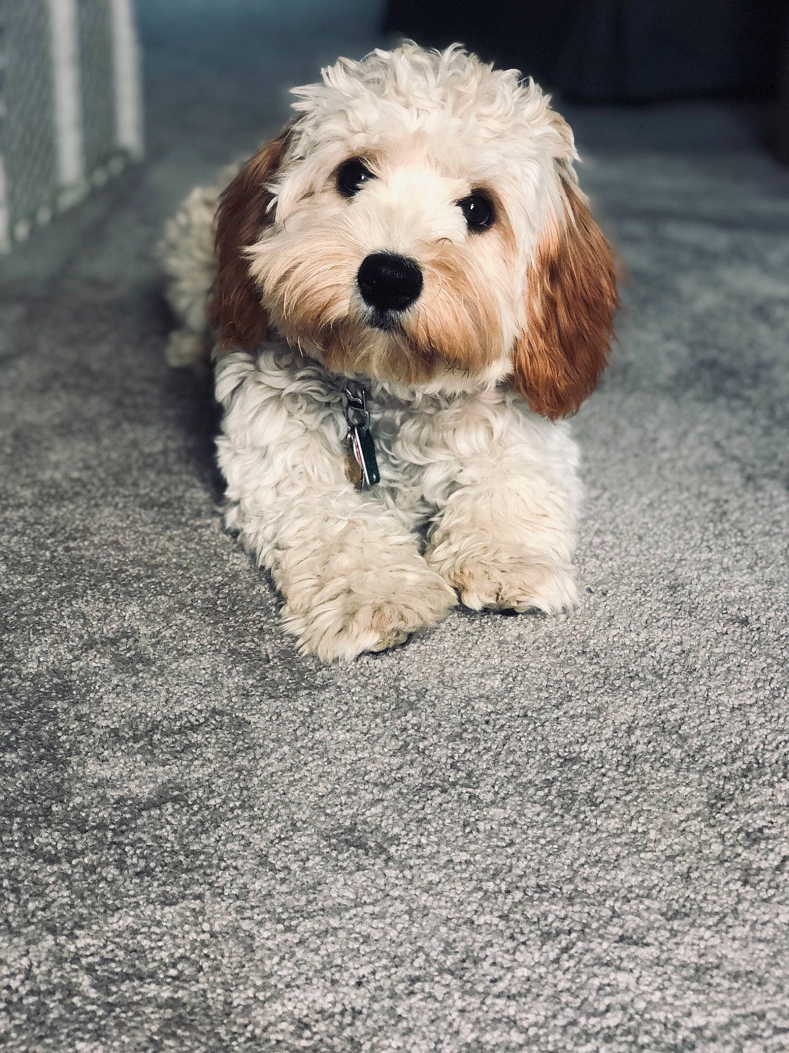 Lilo is registered to the contest to win money with this photo: canidae, carnivore, cavachon, cavapoo, cockapoo, companion_dog, dog, dog_breed, havanese, maltepoo, mammal, morkie, petit_basset_griffon_vendeen, poodle_crossbreed, puppy, schnoodle, snout, sporting_lucas_terrier, toy_poodle, vertebrate