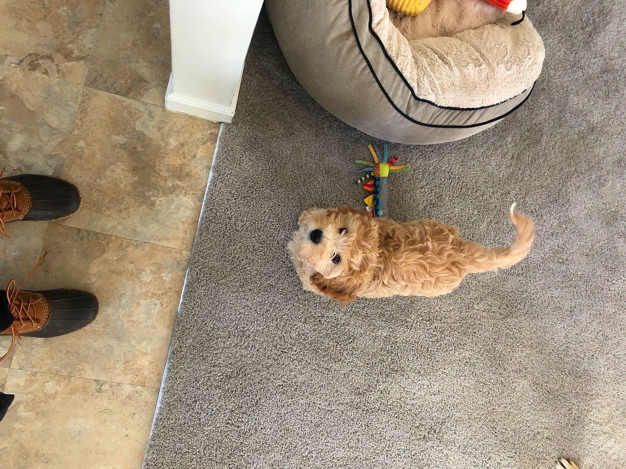 Lilo joined the competition — help win amazing prizes! cairn_terrier, canidae, carnivore, cavachon, cockapoo, dog, dog_breed, fawn, floor, flooring, goldendoodle, morkie, norwich_terrier, puppy, toy_dog