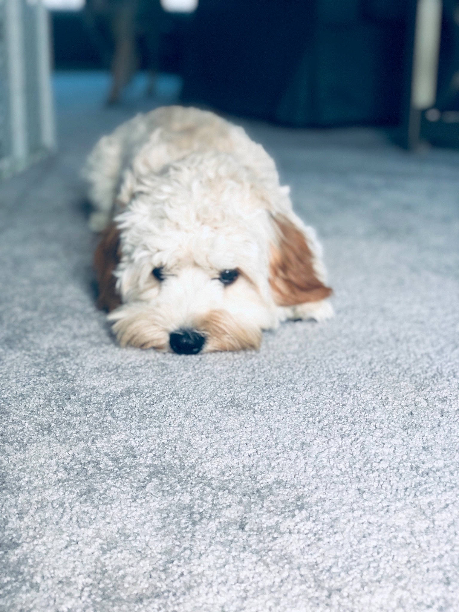 Lilo is registered to the contest to win money with this photo: canidae, carnivore, cockapoo, companion_dog, dog, dog_breed, goldendoodle, havanese, maltepoo, mammal, miniature_poodle, poodle, poodle_crossbreed, puppy, rare_breed_dog, schnoodle, terrier, toy_dog, toy_poodle, vertebrate