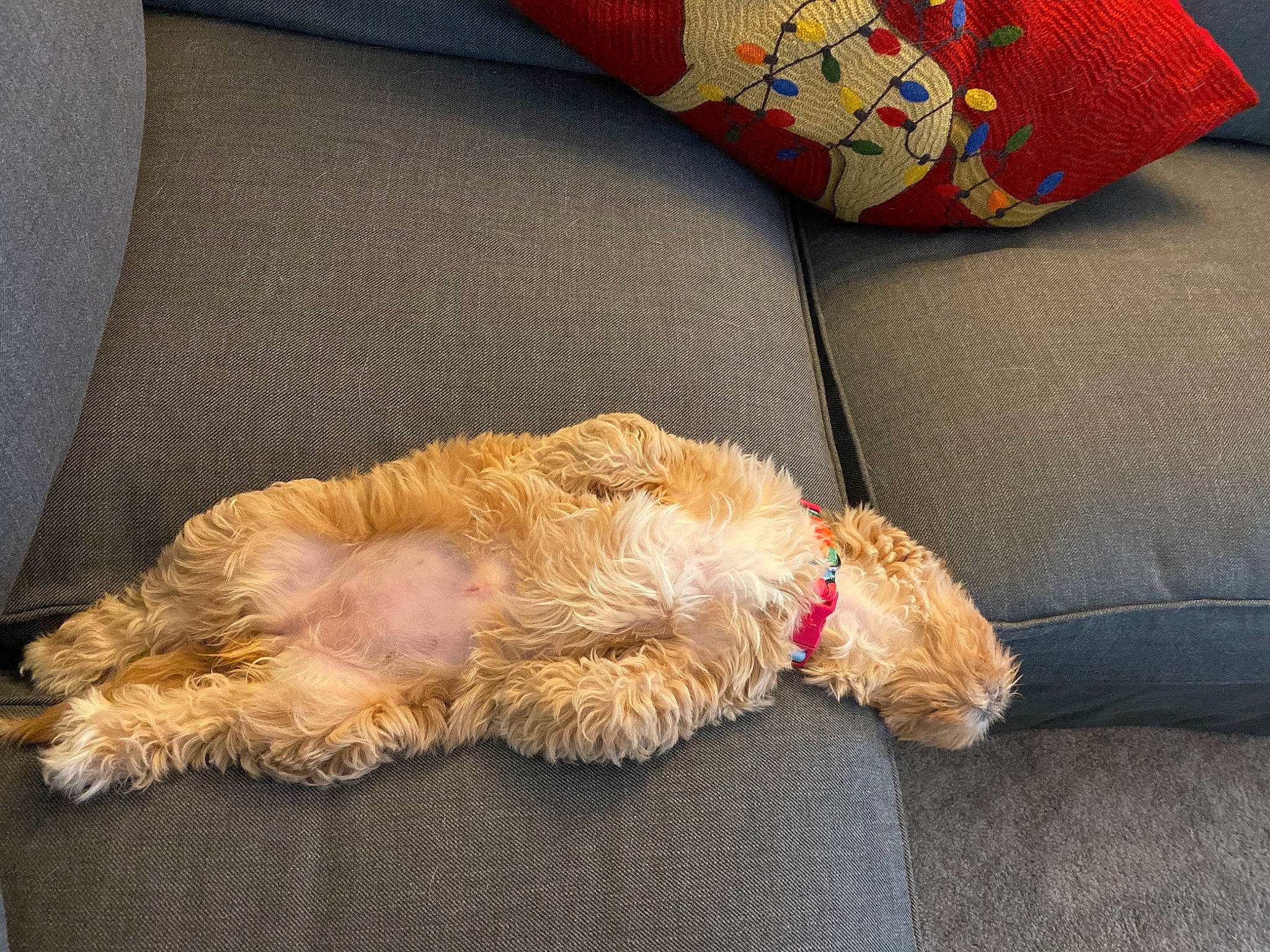 Lilo is registered to the contest to win money with this photo: american_cocker_spaniel, canidae, carnivore, cavapoo, cockapoo, companion_dog, dog, dog_breed, fawn, fur, goldendoodle, irish_soft_coated_wheaten_terrier, labradoodle, nap, poodle_crossbreed, puppy, schnoodle, sleep, sporting_group, toy_poodle