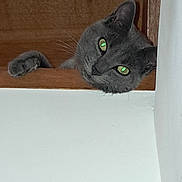 Malou participe au concours pour gagner de l'argent avec cette photo : cat, gray_cat, green_eyes, wooden_ledge, peeking, curious, indoor, pet, animal, feline, whiskers, ear, paw, head, face, closeup, home, resting, looking, cute