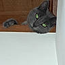 cat, gray_cat, green_eyes, wooden_ledge, peeking, curious, indoor, pet, animal, feline, whiskers, ear, paw, head, face, closeup, home, resting, looking, cute