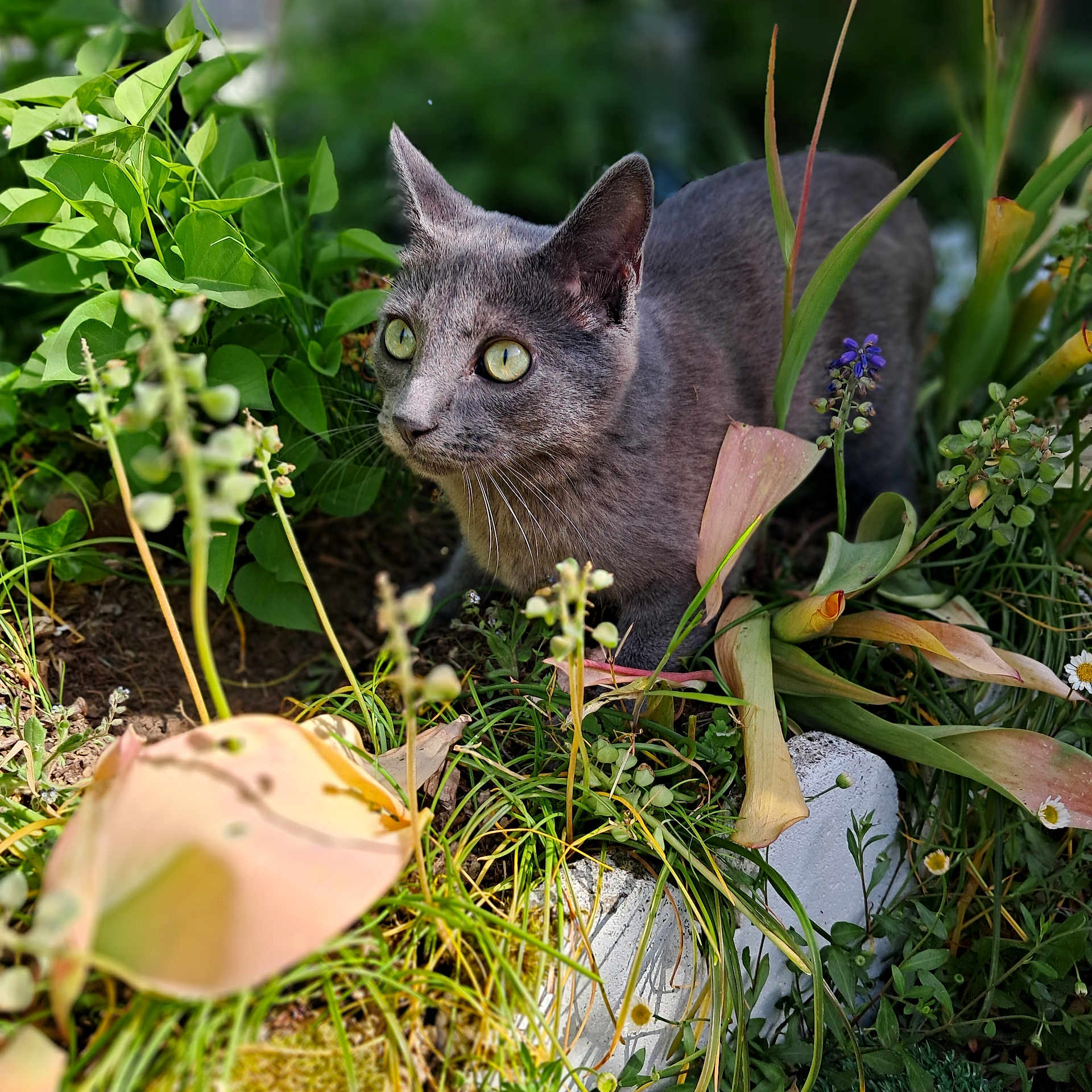 Malou participe au concours pour gagner de l'argent avec cette photo : cat, gray_cat, green_eyes, plants, flowers, garden, outdoor, nature, foliage, grass, curious, alert, close_up, animal, wildlife, pet, mammal, crouching, sunlight, daylight