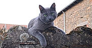 Malou a rejoint le concours — aidez-le/la à gagner de superbes lots ! cat, gray_cat, stone_wall, outdoor, animal, pet, feline, green_eyes, resting, nature, building, sky, moss, texture, wall, curious, quiet, daylight, animal_portrait, urban