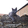 cat, gray_cat, stone_wall, outdoor, animal, pet, feline, green_eyes, resting, nature, building, sky, moss, texture, wall, curious, quiet, daylight, animal_portrait, urban