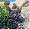 Malou participe au concours pour gagner de l'argent avec cette photo : cat, gray_cat, green_eyes, plants, rocks, outdoor, nature, sunlight, animal, pet, fur, closeup, wildlife, relaxing, curious, mammal, portrait, daylight, sharp_focus, scenery