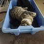 cat, tabby_cat, bin, plastic_container, indoor, floor, laundry_rack, household, pet, animal, curious, relaxed, feline, striped, resting, container, domestic, cute, cozy, upside_down