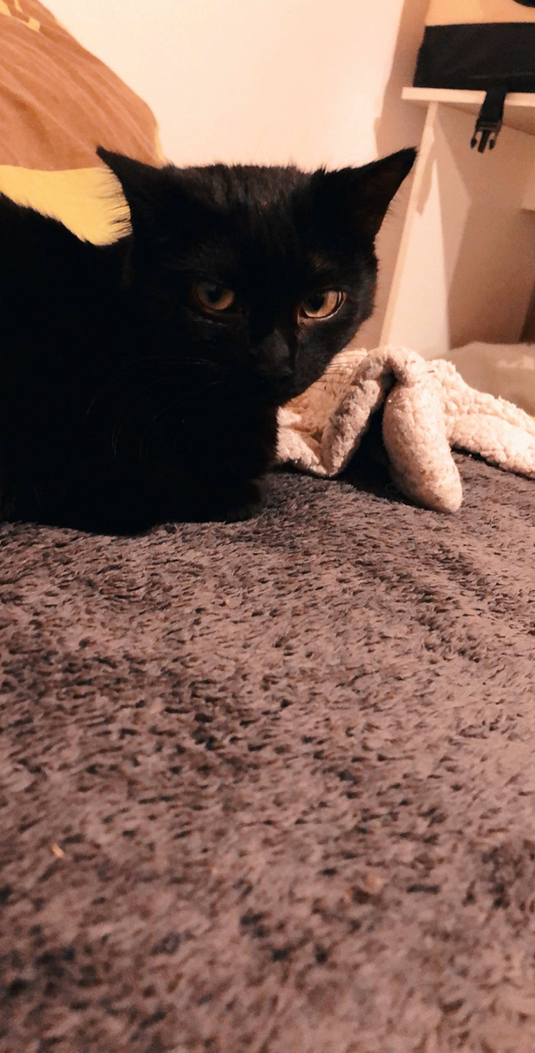 Prince a rejoint le concours — aidez-le/la à gagner de superbes lots ! asian, black_cat, bombay, british_shorthair, burmese, carnivore, cat, domestic_short_haired_cat, european_shorthair, eye, felidae, fur, german_rex, kitten, mammal, polydactyl_cat, room, small_to_medium_sized_cats, snout, whiskers