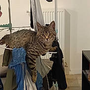 Alya a rejoint le concours — aidez-le/la à gagner de superbes lots ! cat, tabby_cat, laundry_rack, clothes, indoor, pet, furniture, curious, relaxed, striped, floor, radiator, shelf, home, domestic, animal, resting, cozy, hanging_clothes, casual