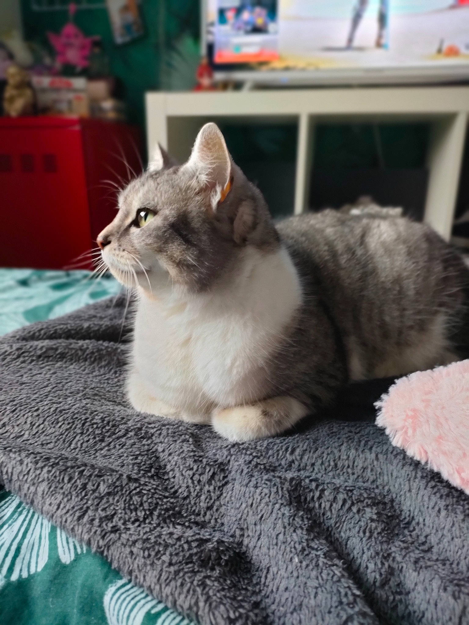 Chachou participe au concours pour gagner de l'argent avec cette photo : box, carnivore, cat, cat_furniture, cat_supply, claw, comfort, domestic_short_haired_cat, fawn, felidae, fur, grey, linens, paw, picture_frame, small_to_medium_sized_cats, snout, tail, textile, whiskers