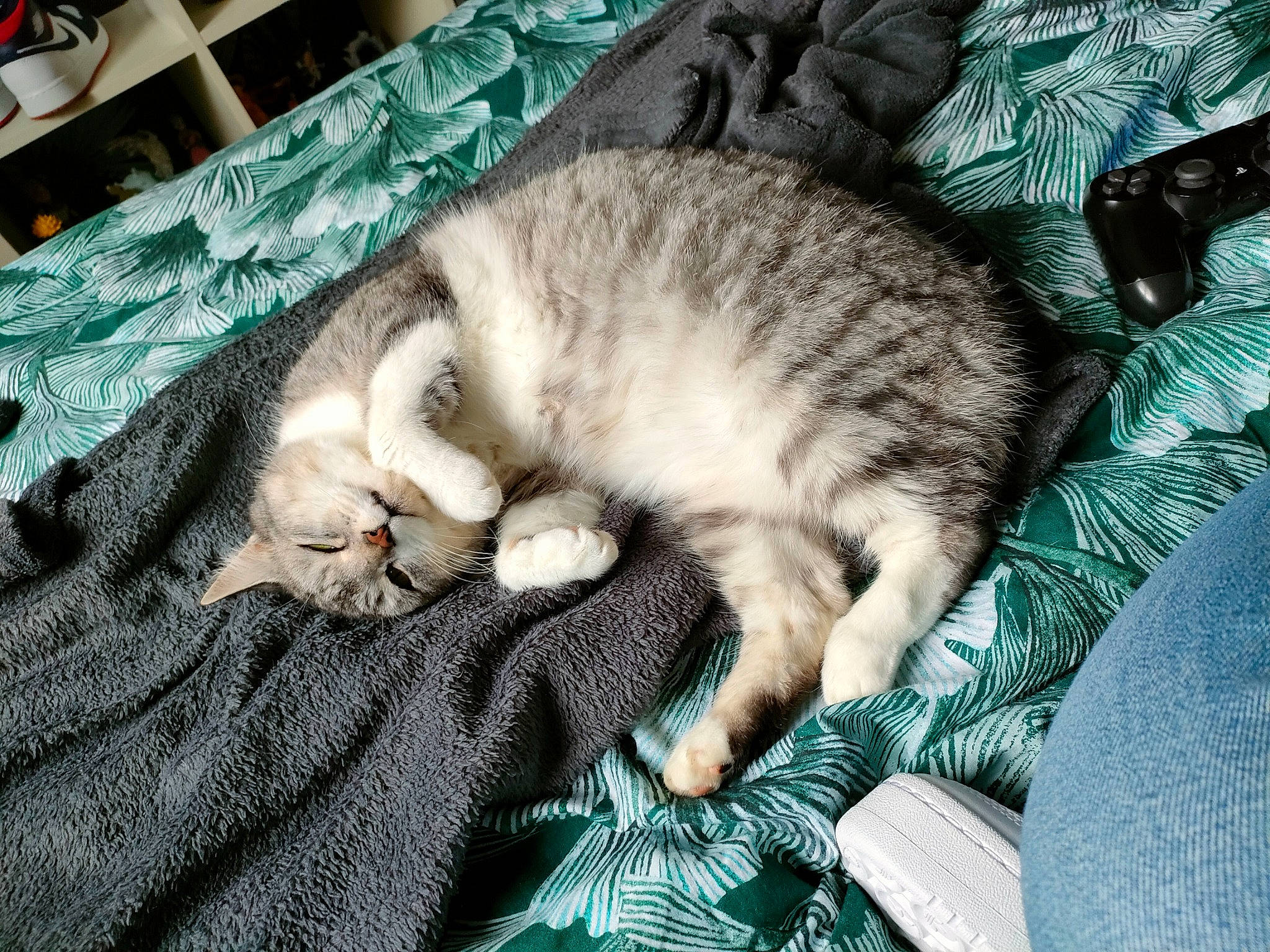 Chachou a rejoint le concours — aidez-le/la à gagner de superbes lots ! blanket, carnivore, cat, claw, comfort, domestic_short_haired_cat, felidae, fur, green, linens, mountain, nap, paw, sleep, small_to_medium_sized_cats, snout, tail, textile, whiskers